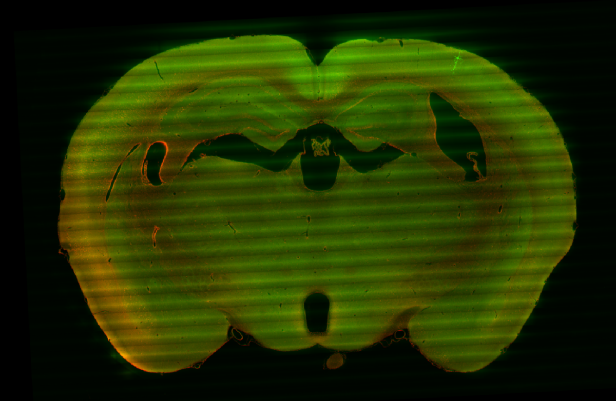 fMOST whole-brain cell morphology imaging of mouse - ace-bag-job